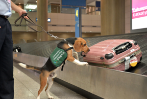 인천공항 출국장서 14억 원 현금 뭉치 든 캐리어 발견…행선지는 홍콩