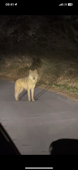 ‘늑구’ 드디어 찾았다…경찰·소방도 못한 수색, 일주일 밤 누빈 20대 청년이 찾아내