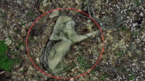 [영상]단잠자던 늑구, 드론 소리에 ‘화들짝’