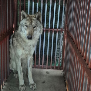 10일만에 돌아온 늑구, 눈떴다… 위에선 낚싯바늘 나와