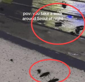 “저거 바퀴벌레야?”도시재생상징 서울로7017 불청객