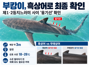 ‘부캉이’ 무태상어 아니었다…3m 암컷 ‘흑상어’ 확인…“수온 하락 전 외해 귀환 더 시급한 이유”