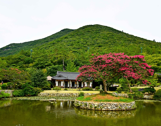 진도 운림산방 배롱나무가 산림청 ‘2025 올해의 나무’로 선정됐다. 전남도청 제공