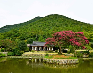 진도 운림산방 배롱나무, 산림청 ‘올해의 나무’ 선정