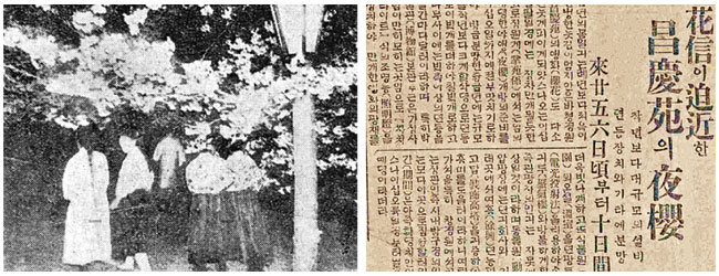 창경원 야간 벚꽃 보러 수만명 북적… 음주·음란 등 사건도 속출[송종훈의 백년前 이번週]