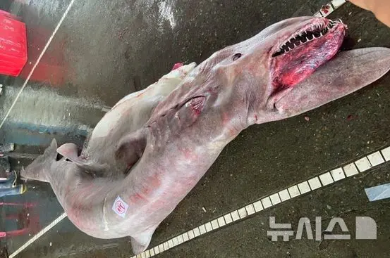 2023년6월 대만에서 잡힌 마귀상어 모습