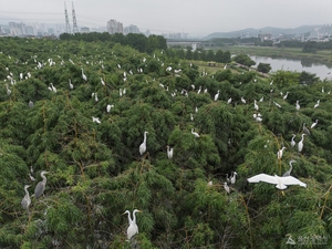 “백로 가족 보러 오세요”···울산 태화강 ‘백로류 번식지 관찰장’ 운영