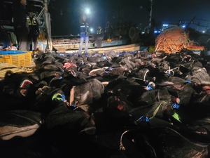 포항해경, 2억3000만 원 상당 불법 고래고기 운반사범 검거