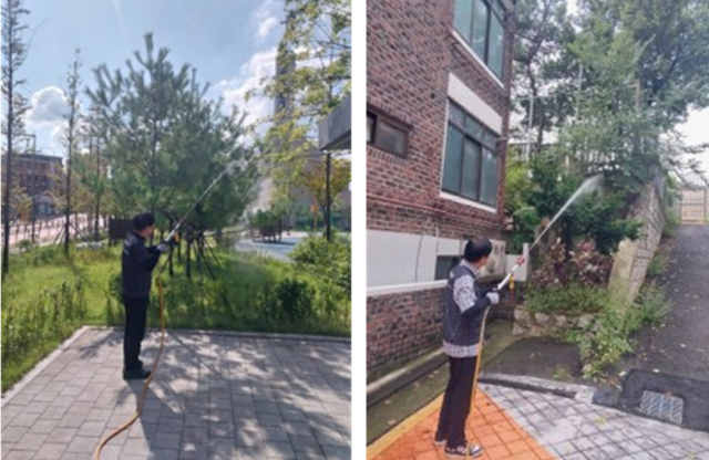 서울 성북구 관계자가 러브버그 방제 작업을 하고 있다. 성북구청 제공