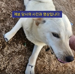 네 발 절단된 채 발견된 진돗개…“심각한 장애견 돼”, “인간의 잔혹함 어디까지”