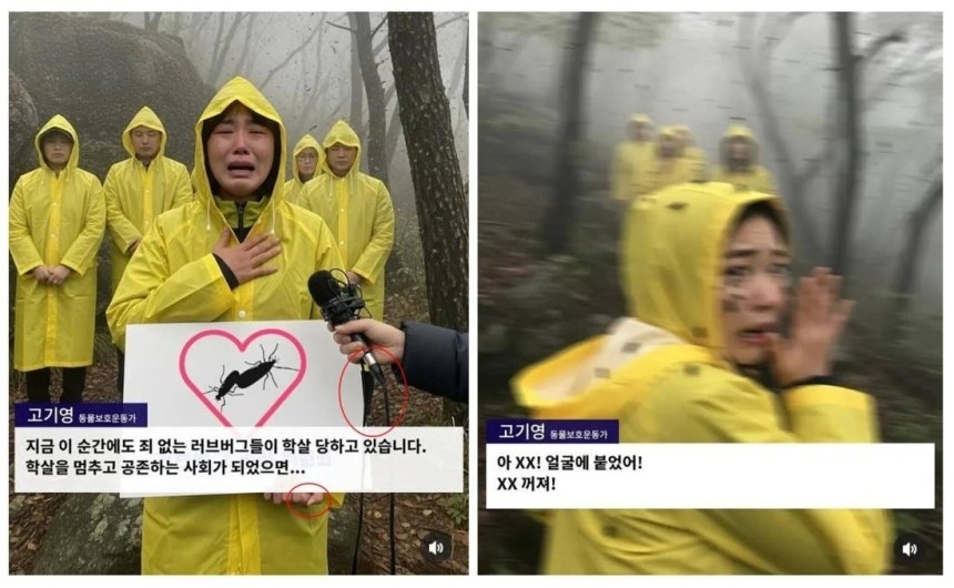 “이 뉴스는 가짜입니다” 눈물의 러브버그 기자회견 알고 보니…
