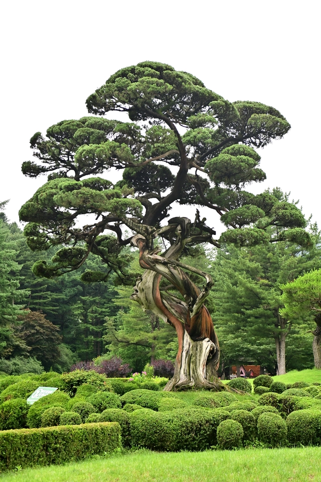 아침고요수목원 한가운데 우뚝 서서 자라는 ‘천년향’. 경북 안동 수몰지역에서 옮겨온 수령 1000년의 향나무다.