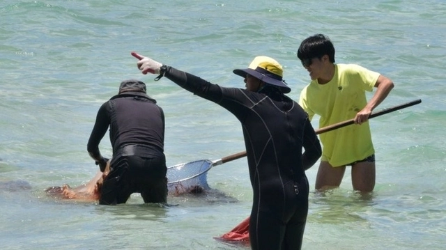제주 해수욕장 해파리 주의보. 연합뉴스 자료사진