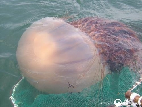 노무라입깃해파리. 기사 내용과 직접 관련 없음. 해양수산부 제공