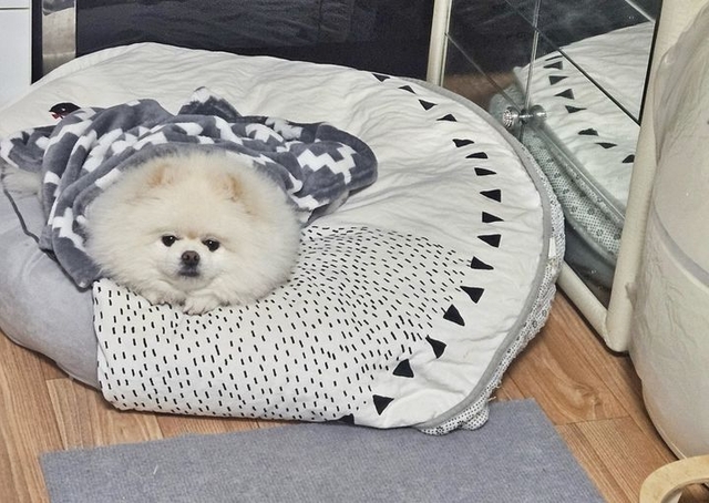 잠든 가족 깨워 대형화재 막은 반려견 몽실이(포메라니안 9살, 암컷). 창원소방본부 제공