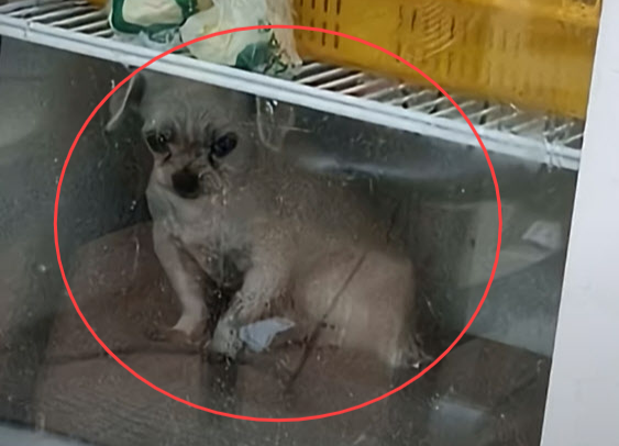 동물권단체 케어