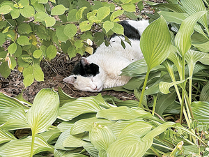 풀숲 아래 낮잠… ‘여기가 천국이냐옹~’[포토 에세이]