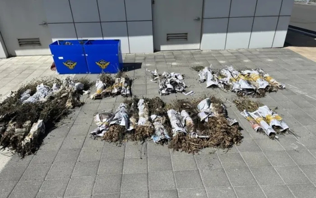 제주지방해양경찰청이 압수한 ‘나도 양귀비’. 제주지방해양경찰청 제공