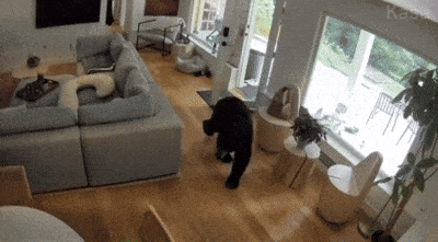 하룻강아지 곰 무서운 줄 모른다?? 집에 침입한 흑곰 쫓아낸 포메라니안... - 뉴스 썸네일 이미지