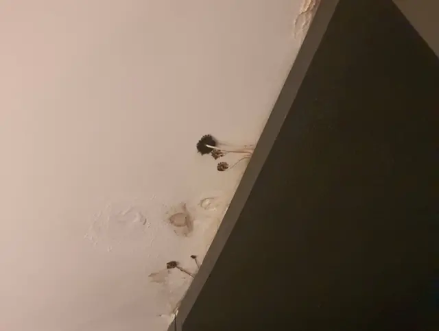 블라인드 캡처