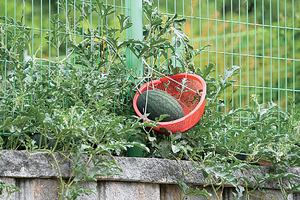 가출한 수박도 소중해[포토 에세이]