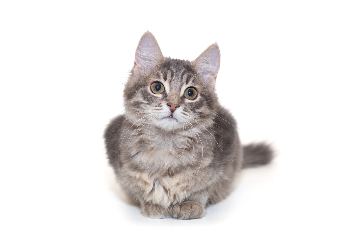 “고양이도 사람과 똑같은 이유로 치매 겪는다”… 원인은 아밀로이드 베타[Science]