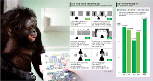 유인원도 ‘사회적 지능’ 있어… 숨바꼭질 실험서 동료 찾아내[Science]
