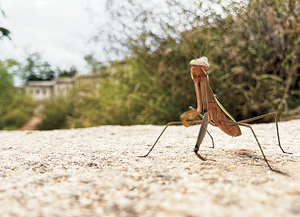 가을 막아선 사마귀[포토 에세이]