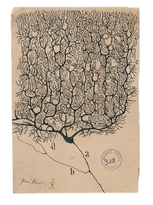 1.4㎏짜리 우주… 풍성한 나무 닮은 인간의 소뇌[책과 이미지]