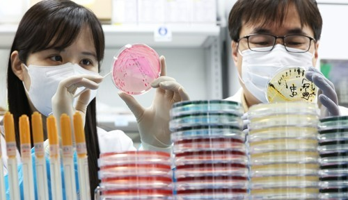 식중독균 배양분리작업. 연합뉴스.