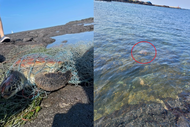 6일 제주시 김녕 해안가에서 발견된 푸른바다거북(제주해양경찰서 제공)