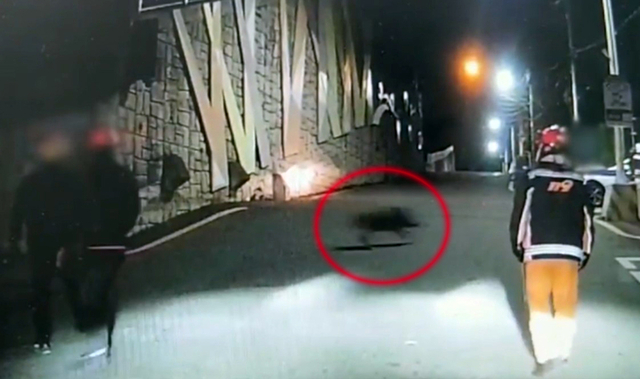 부산 부산진구 한 교직원주차장에 출몰한 멧돼지. 부산경찰청 제공