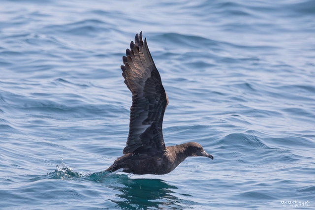 울산 앞바다에서 발견된 붉은발슴새. 홍승민 작가 제공