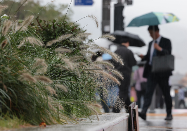지난 10일 서울 광화문광장 세종대로 사거리 인근 수크령에 가을비가 맺혀있다. 연합뉴스