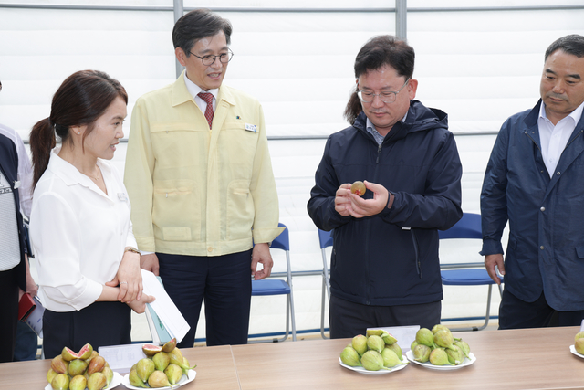 이승돈 (왼쪽) 농진청장이 15일 전남 영암군에 위치한 스마트팜에서 수확된 무화과를 살펴보고 있다. 농촌진흥청 제공