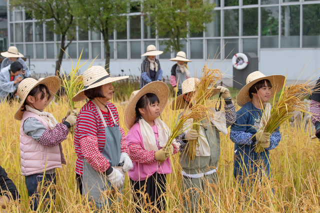 경기 수원시 권선구 일원 국립농업박물관 앞 다랑논에서 어린이들이 직접 벤 볏단을 들어보이며 미소짓고 있다. 국립농업박물관 제공