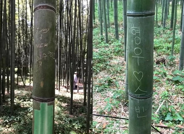 야라시야마 대나무숲 페이스북