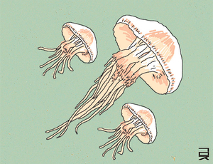 해파리[한성우 교수의 맛의 말, 말의 맛]
