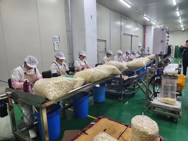 27일 경기 이천시 마장면 일원 위머스트 식재료 전처리 작업장에서 직원들이 마늘 꼭지를 따는 작업을 하고 있다. 경기도농수산진흥원 제공