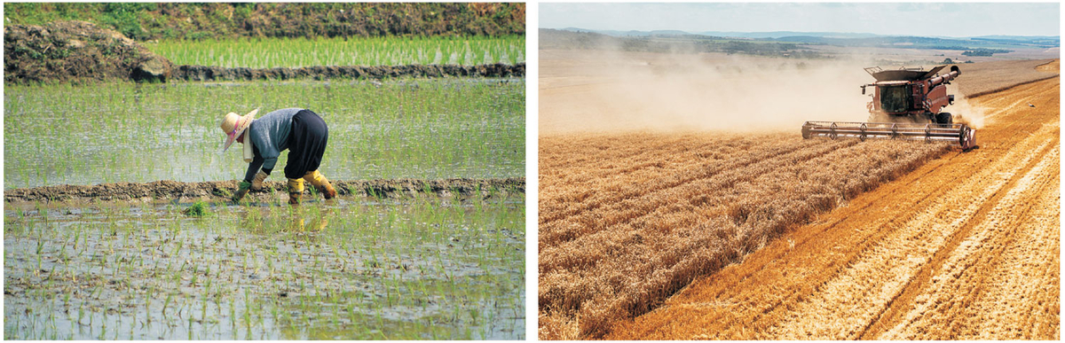 남재작 한국정밀농업연구소장은 ‘대한민국 식량의 미래’를 통해 한국 농업의 구조적 문제를 지적하며 구조개편 없이는 지금의 농수산품 가격 급등을 막을 수 없다고 말한다. 게티이미지뱅크