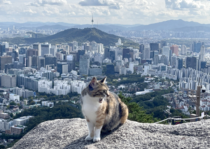 천고묘비… 난 인왕산의 ‘더피’[도시풍경]