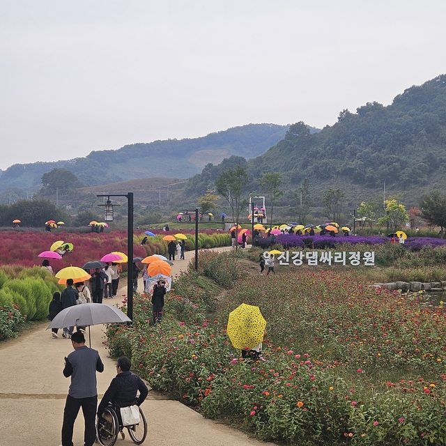 연천군 중면 임진강 댑싸리정원. 연천군 제공