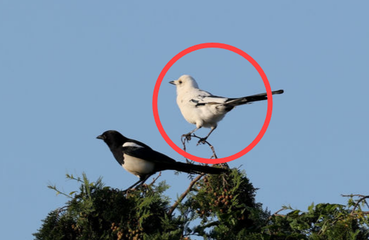 지난 10월 31일 제주시 오등동 한 과수원에서 털이 하얀 까치가 발견됐다. 다큐제주 오승목 감독 제공·뉴시스