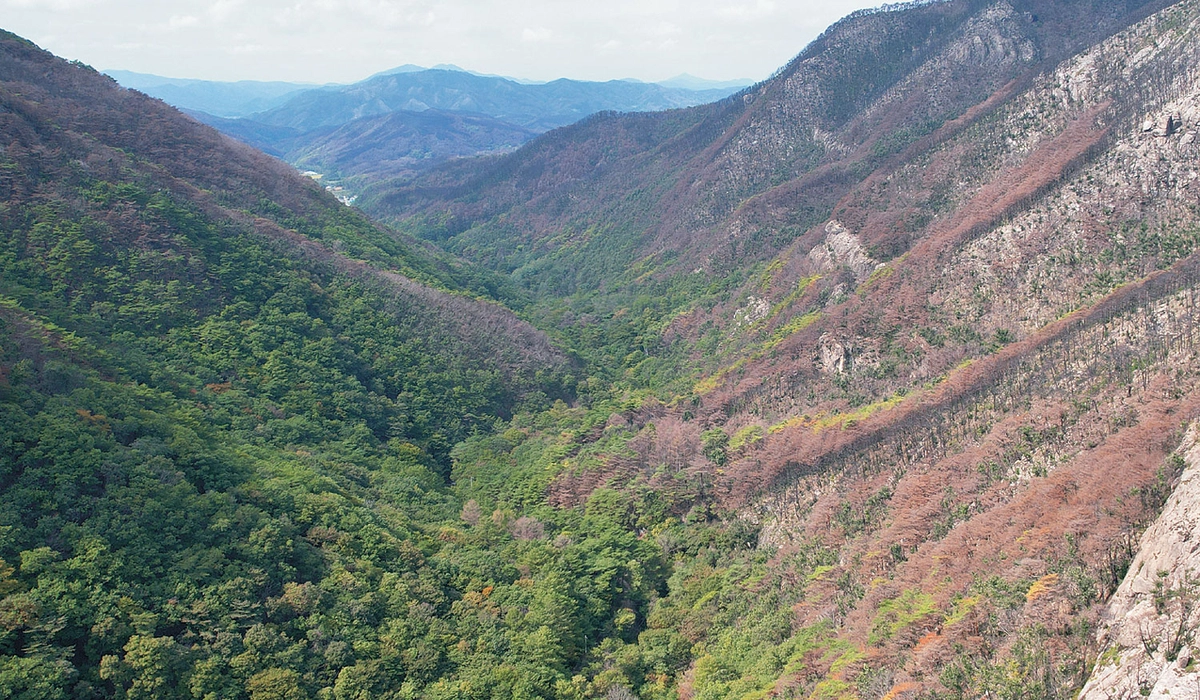 너구마을에서 월외탐방지원센터 쪽을 바라본 모습. 왼쪽의 숲은 초록인데, 오른쪽 숲의 나무는 불타서 숯이 됐다.