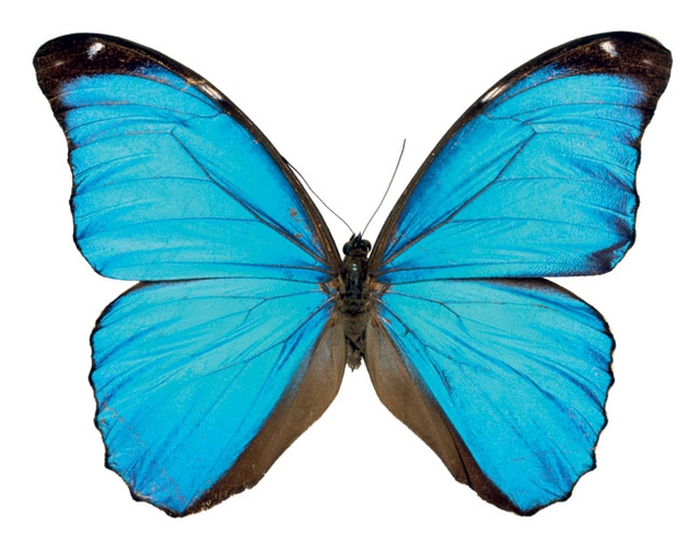 런던자연사박물관의 소장품인 모르포나비 표본. 곰출판 제공