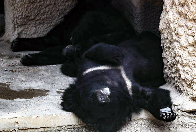 폭염이 이어진 지난 2023년 8월2일 서울 광진구 어린이대공원 동물원에서 반달가슴곰 가족이 그늘에서 더위를 피하고 있는 모습. 기사 내용과 직접 관계 없는 사진. 뉴시스
