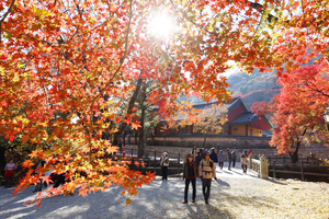 깊어지는 백양사의 가을