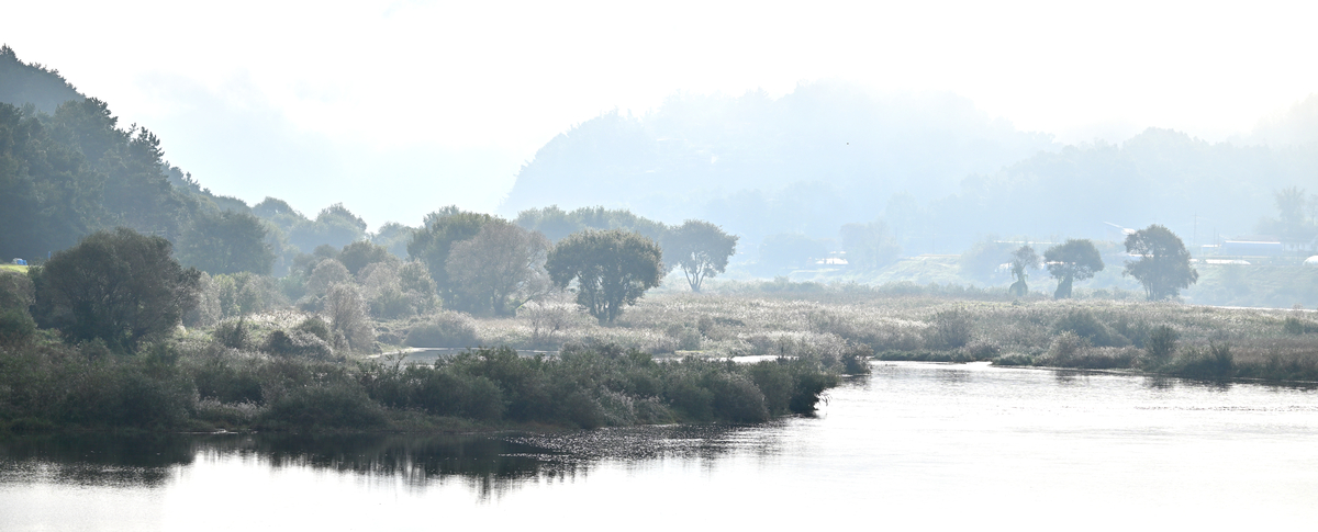 이른 아침 충남 금산 천내리의 금강 변 습지 풍경. 손대지 않고 내버려 둔 자연 습지다. 버드나무가 무성한 습지에는 수달과 황조롱이, 너구리와 어름치, 붉은머리오목눈이 등이 서식하고 있다.