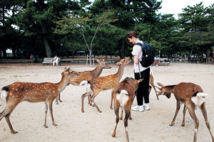 “과자 먹을래?” … 사슴이 다가오는 순간 ![포토 에세이]