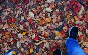 이른 아침… 낙엽 밟는 소리가 참 좋다[도시풍경]
